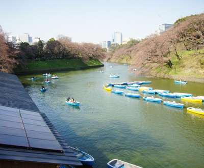Chidorigafuchi à Tokyo, Activité de bateau à rame dans les douves au printemps