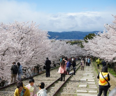 Keage Incline (Kyoto), voies de chemin de fer et cerisiers en fleurs au printemps