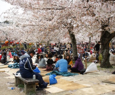 Parc Maruyama (Kyoto), Célébration de Ohanami au printemps