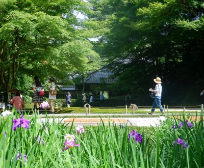 Meigetsu-in (Kamakura), touristes dans le jardin intérieur aux iris en été