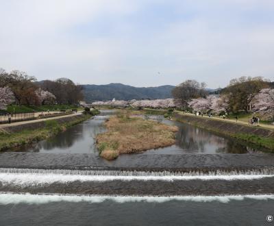 Kamo-gawa (Kyoto), vue sur le lit de la rivière bordée par les cerisiers en fleurs au printemps