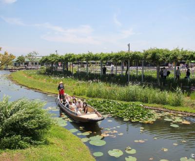 Parc Suigo Sawara Ayame (Katori, Chiba), promenade en barque