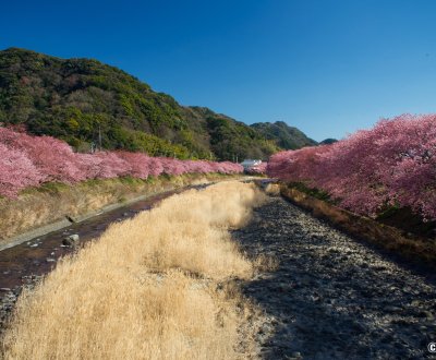 Kawazu-zakura Matsuri (Izu), vue sur la rivière bordée de cerisiers Kawazu en pleine floraison