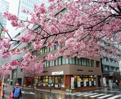 Ajisai-dori (Nihonbashi, Tokyo), branche de cerisier Okame-zakura en fleurs début mars