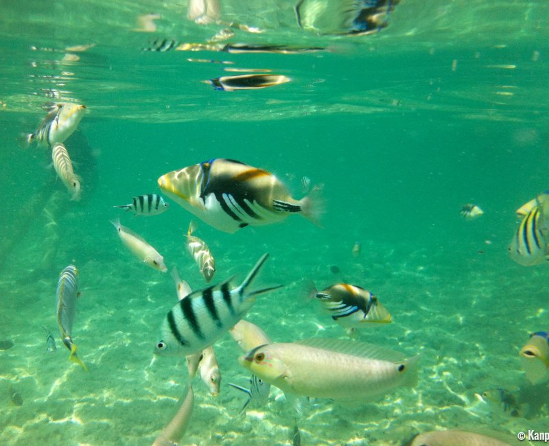 Archipel d'Okinawa, poissons tropicaux dans les eaux de Kume-jima Archipel d'Okinawa, poissons tropicaux dans les eaux de Kume-jima