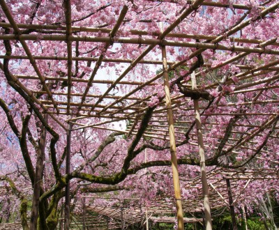 Heian Jingu 5