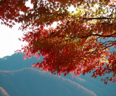 Kawaguchiko Momiji Fuji 24