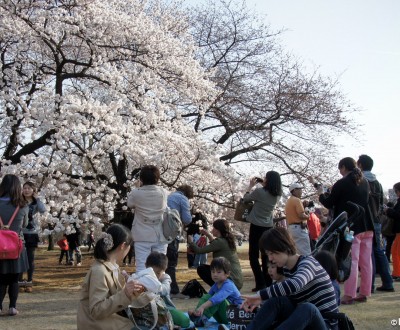 Shinjuku Gyoen 13