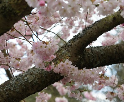 jardin-japonais-nantes-5