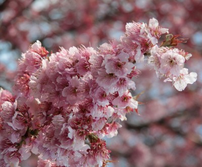 Branche de cerisier japonais précoce Tsubaki kan-zakura en fleurs en mars