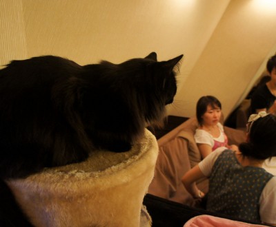 neko-cafe-japon-chats