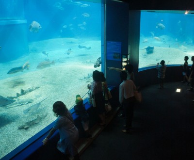 Aquarium Kaiyukan (Osaka), vue sur le bassin géant