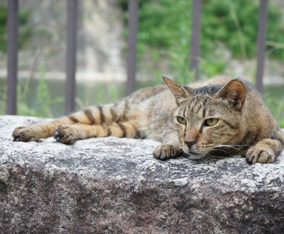 Chat en extérieur au Japon