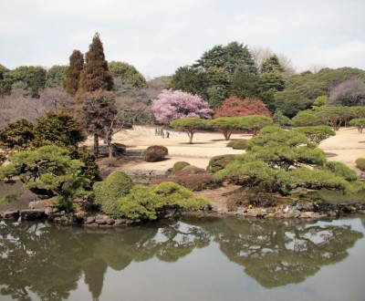 Shinjuku Gyoen (Tokyo), Vue sur le jardin japonais aux 1ères floraisons à la fin de l'hiver