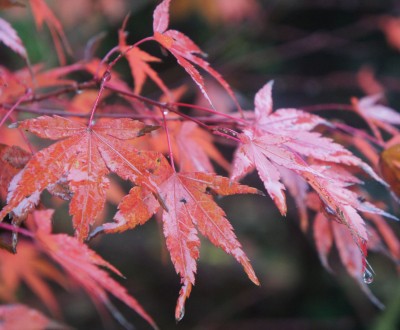 erables-japon-automne-1