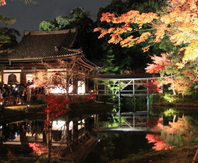 Kodai-ji (Kyoto), Illumination nocturne des momiji en automne