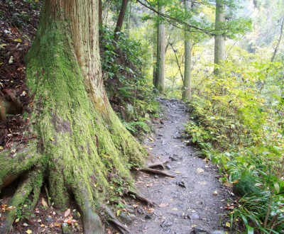 Mont Takao (Tokyo), Chemin de randonnée dans la forêt