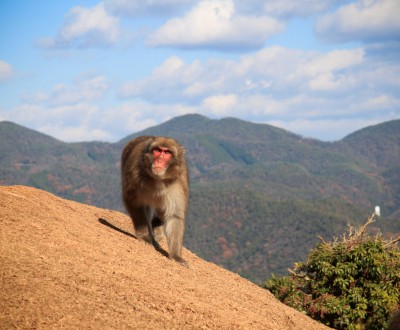 Iwatayama à Kyoto, Macaque japonais