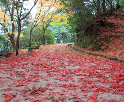 Parc Momijidani (Miyajima), Allée couverte de feuilles d'érable rouges en automne