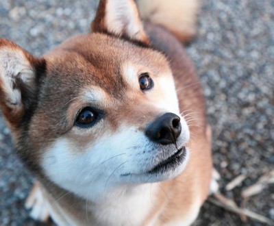 shiba-inu