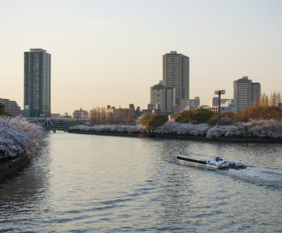 Parc Kema Sakuranomiya à Osaka, Berges de la rivières couvertes de cerisiers en fleurs