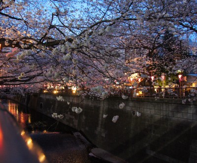  Naka Meguro-gawa à Shibuya (Tokyo), Branches de cerisiers en fleurs au-dessus de la rivière