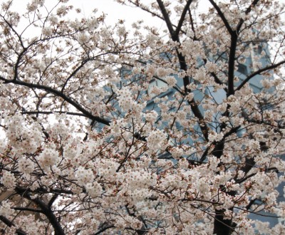 Parc Sumida à Asakusa (Tokyo), Cerisiers en fleurs au printemps