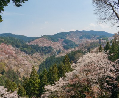 Mont Yoshino, Vue de la montagne couverte de cerisiers en fleur au printemps depuis Yoshimizu-jinja