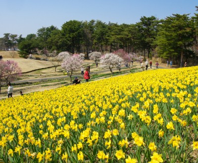 Hitachi Seaside park (Ibaraki), Floraison des narcisses