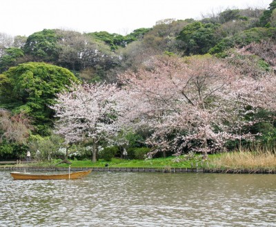 Cerisiers du jardin Sankei-en à Yokohama