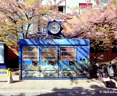 Odaiba (Tokyo), distributeurs de boissons sous les cerisiers en fleurs