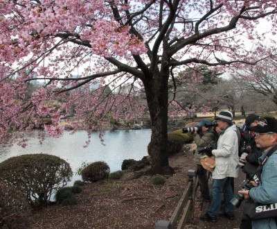 Photos Shinjuku Gyoen