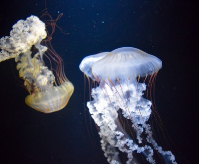 Aquarium Kamo Kurage (Tsuruoka), méduses