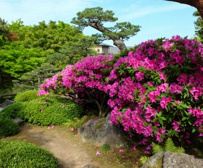 Matsue, jardin Yushi-en et azalées en mai