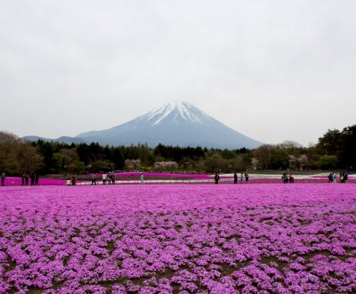 Cerisiers-pelouses et Mont Fuji au Fuji Shibazakura Matsuri