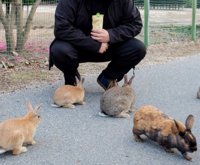 Okunoshima, Lapins