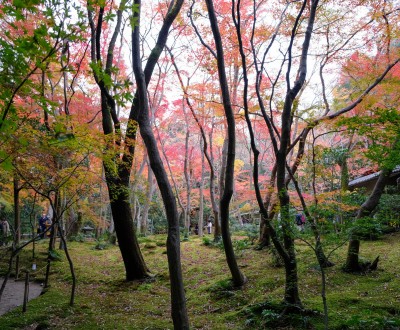 Gio-ji, temple de mousses et érables à Arashiyama