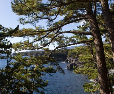 Côte Jogasaki (Ito), vue sur les pins et le paysage côtier