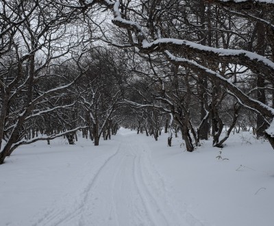 Senjogahara (Nikko), le marais en hiver