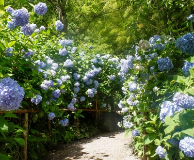 Meigetsu-in et hortensias Ajisai en juin