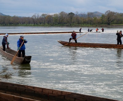 Murakami (Niigata), Pêche traditionnelle au filet sur la rivière Miomote