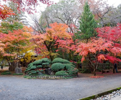 Érables rouges au temple Heirin-ji (Saitama)