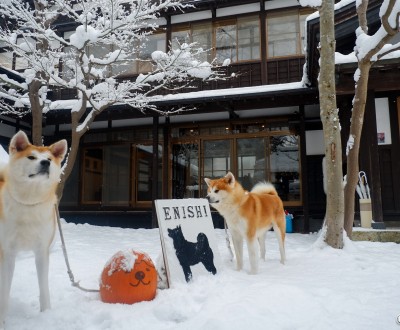 Entrée de maison Enishi avec chien Akita-inu à Kakunodate