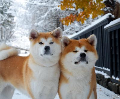 Enishi Kakunodate Akita Inu 8