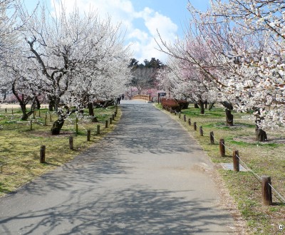 Parc aux pruniers japonais du jardin Kairaku-en (Mito)
