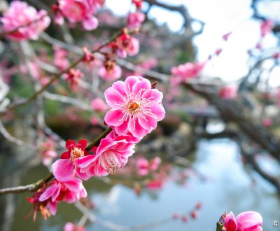Kairaku-en (Mito), fleurs roses de prunier japonais