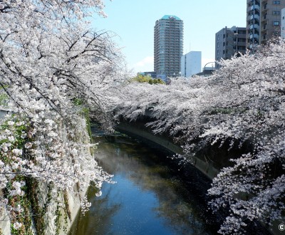 La rivière Kanda et ses cerisiers en fleur depuis le pont Omokage-bashi