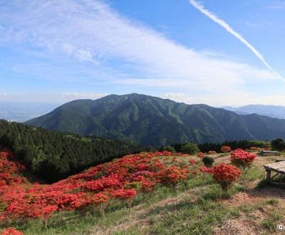 Vue sur les azalées du mont Yamato Katsuragi-san (Nara)