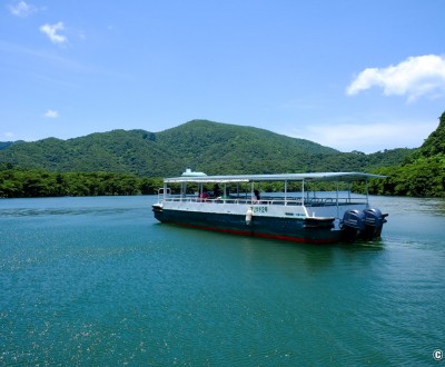 Iriomote (Yaeyama - Okinawa), croisière sur la rivière Urauchi