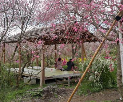 Haradani-en, pavillon en bois pour admirer les cerisiers en fleurs